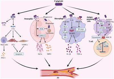 Porphyromonas gingivalis regulates atherosclerosis through an immune pathway